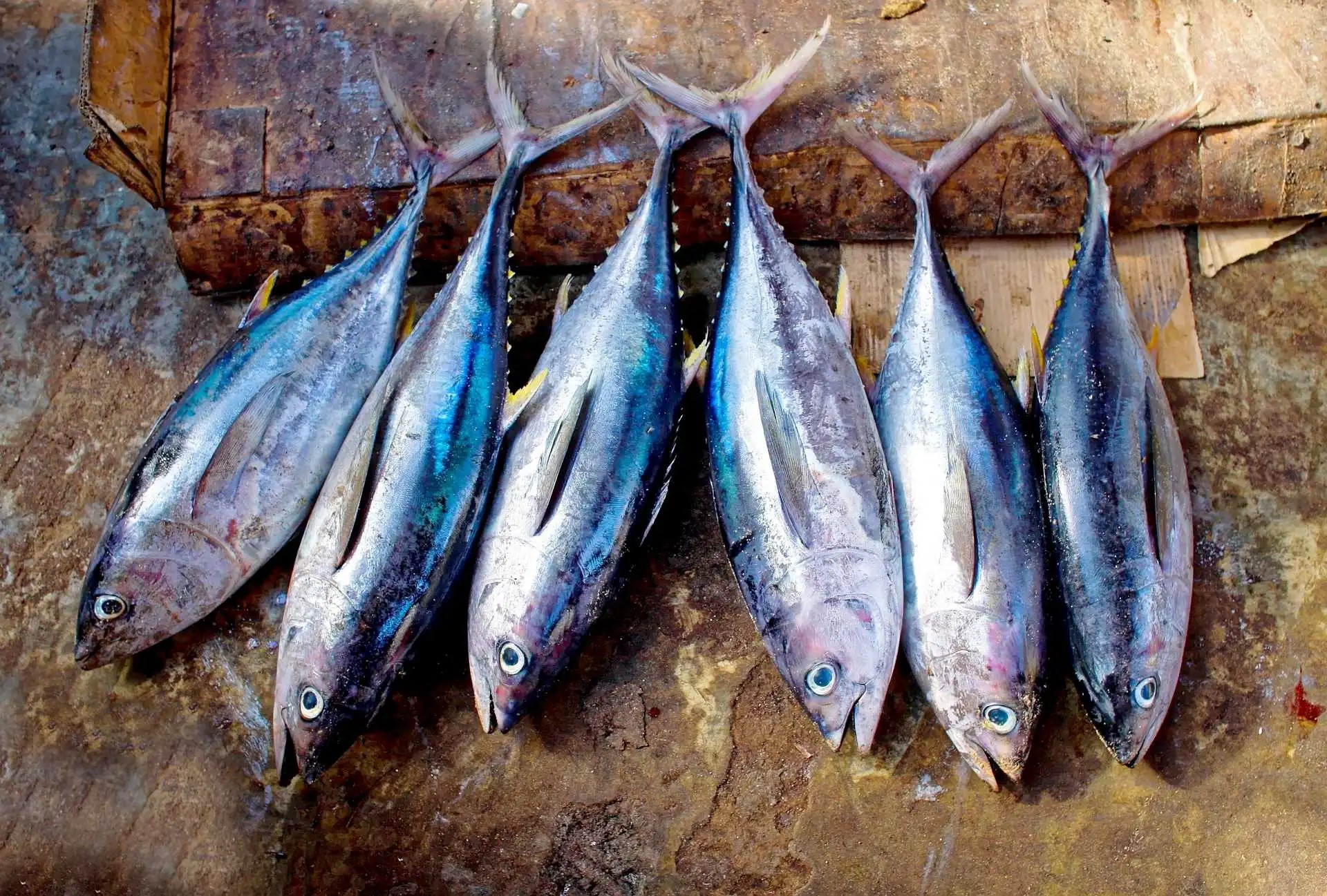Tuna