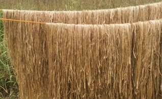 Drying of retted fibre