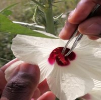Pollination of Flower