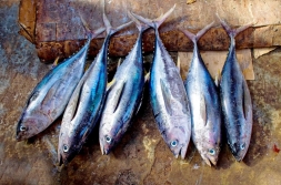 Tuna